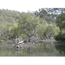Mangroves & Broadwalk, Lower Hawkesbury Estuary
