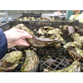 Hawkesbury River Oysters