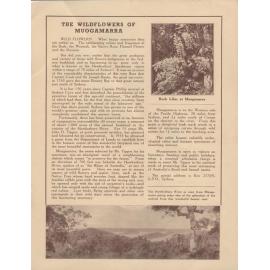 Back to Hornsby Week official souvenir