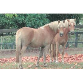 Haflinger horses bred by Heather Payne
