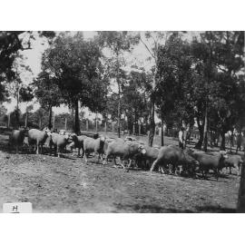 Jim Savage in Galston Road, Hornsby