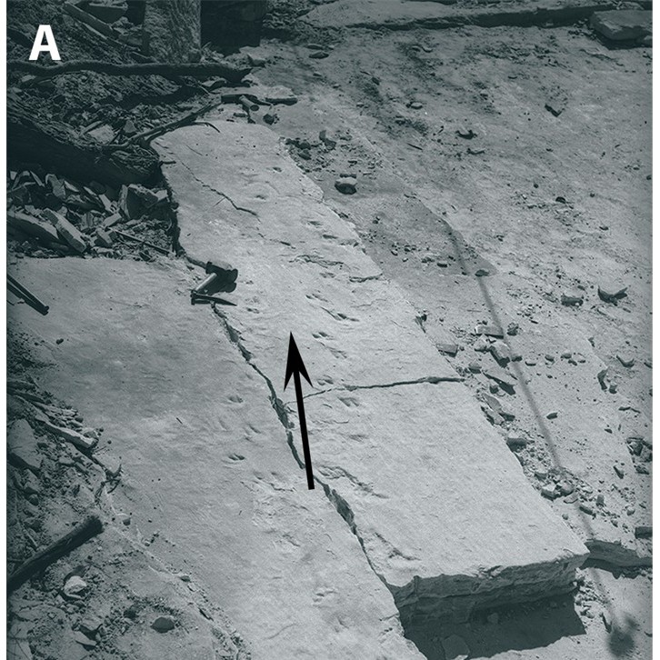 Berowra's Triassic footprints