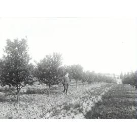 Government Orchard, Dural, row of mandarins