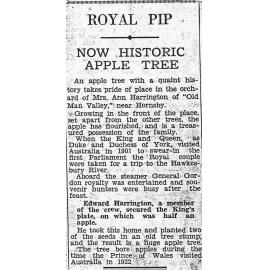 The Now Historic Apple Tree