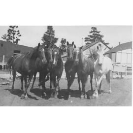 Jim Wilton's Show Horses