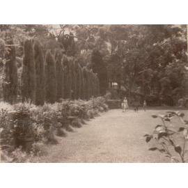 Professor Cotton's garden