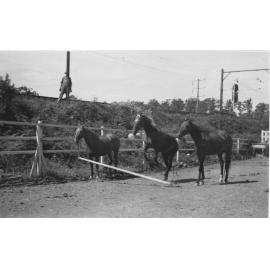 Jim Wilton's Show Horses