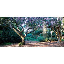 Lilian Fraser Garden