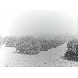 Government Orchard, Dural