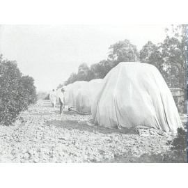 Government Orchard, Dural - trees under fumigating tents