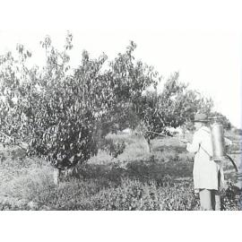 Government Orchard, Dural, spraying peach trees
