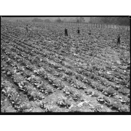 1936 dry spell at Pennant Hills