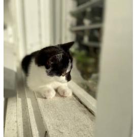 Finalist - Youth - Lucia Israel - Covid kitten