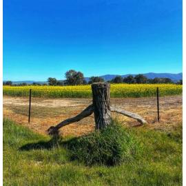 Finalist - Senior - Caroline Hawkins - Looking beyond