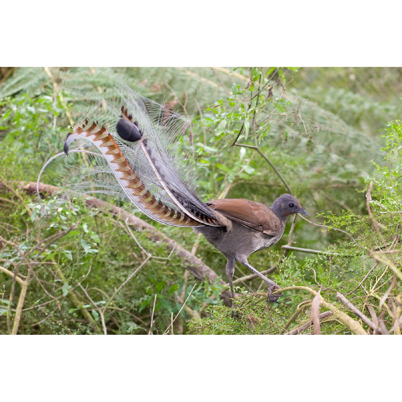 Lyrebird Gully