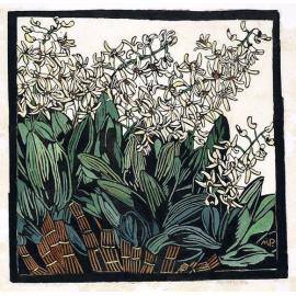 Australian rock lily