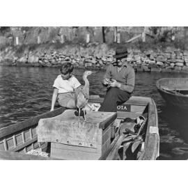 Blue Crane at Berowra Waters