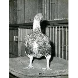 Somerville Poultry at the Royal Easter Show