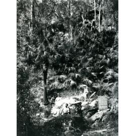 Cabbage Tree Gully above Linda Pool c.1930