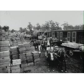 Loading fruit, Pennant Hills goods yard