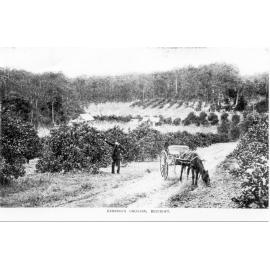 Herring's Orchard, Beecroft