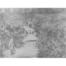 Manure distribution in Hall's Orchard