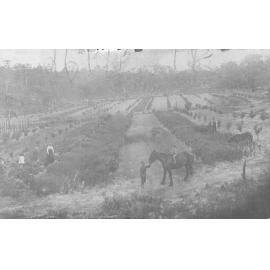 Grimson's farm, Old Berowra Road, Hornsby North