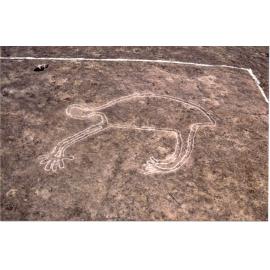 Koala Aboriginal rock carving, Blackfellow's Head, Westleigh