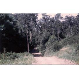 Bush track in Old Mans Valley, looking east