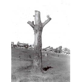 Forest Park, Blaxland Road, Epping, c. 1924