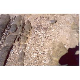 Aboriginal midden on Bar Island