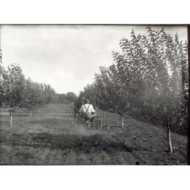 Ploughing furrows in an orchard