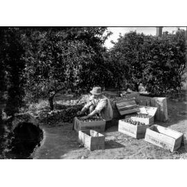Apple packing at Wooster's orchard, Epping