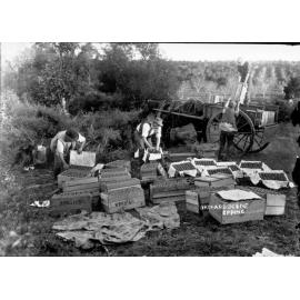 Loading apples at Wooster's orchard, Epping