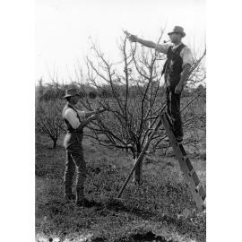 Orcharding in the Epping area