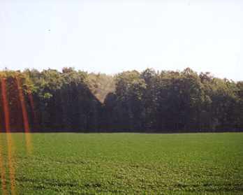 Hangard Wood, France, today.