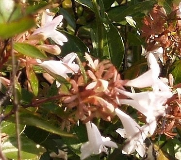 Abelia Plant