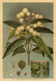 Callicoma serratifolia, Blackwattle. Artist Edward Minchen (1862-1913).