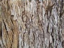 The box bark of Eucalyptus quadrangulata or White Box.