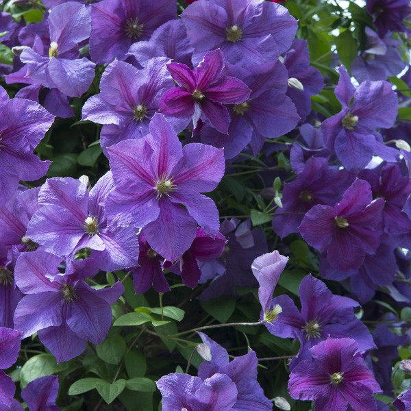 Clematis Close