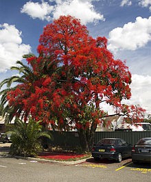 Illawarra Flame tree
