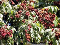 Dysoxylum fraserianum