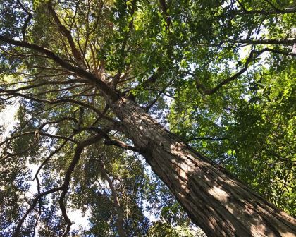 Turpentine tree (Syncarpia Glomulifera)