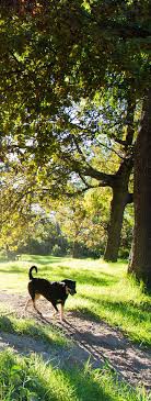 Asquith dog park is situated in Rotherwood Avenue.