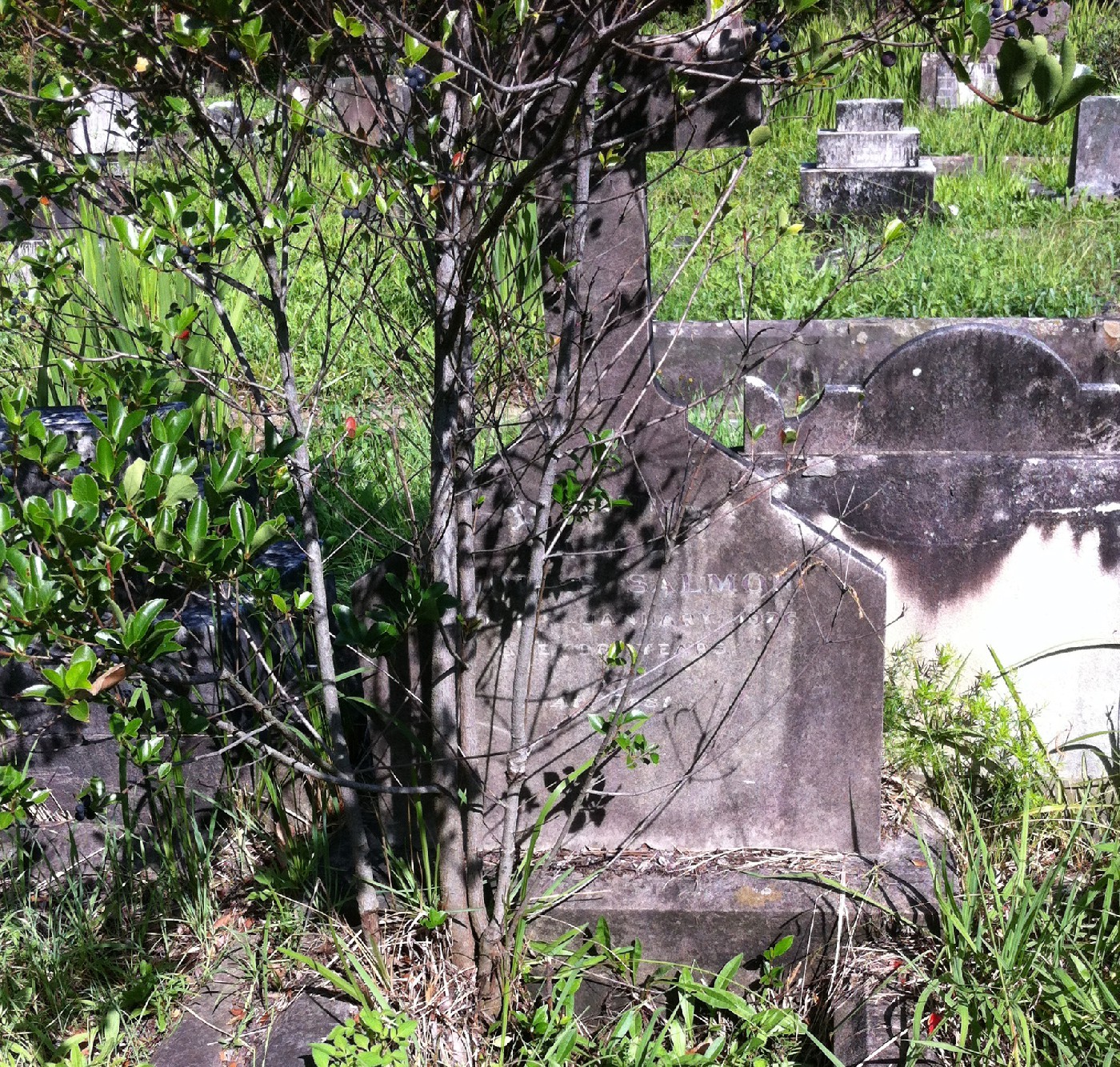 Thomas Salmon's headstone in Gore Hill cemetery