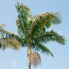 The Bangalow palm is an Australian palm, Archontophoenix cunninghamiana, native to New South Wales and Queensland