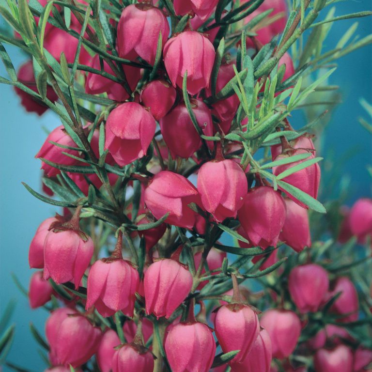 Boronia
