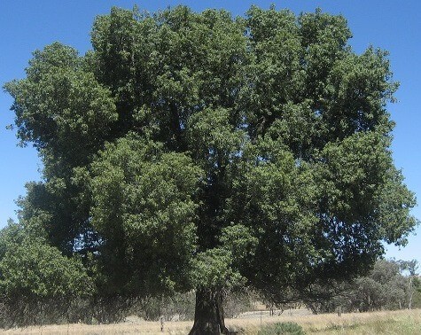 Kurrajong Tree (Brachychiton populneum)
