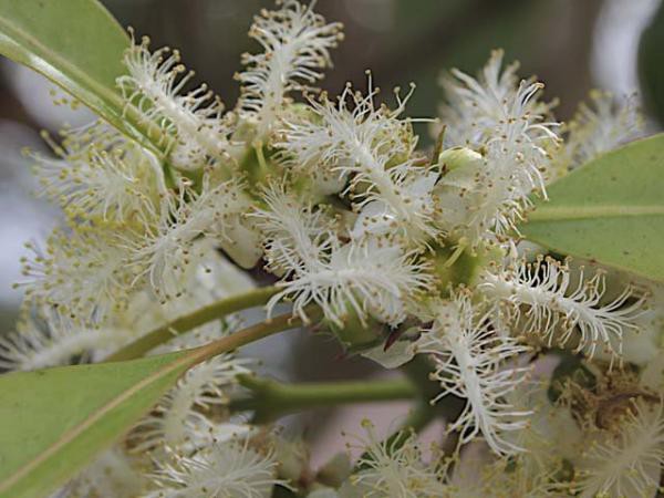 Flower of a Tristania