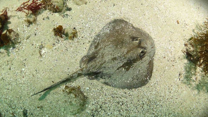 Stingray Bay